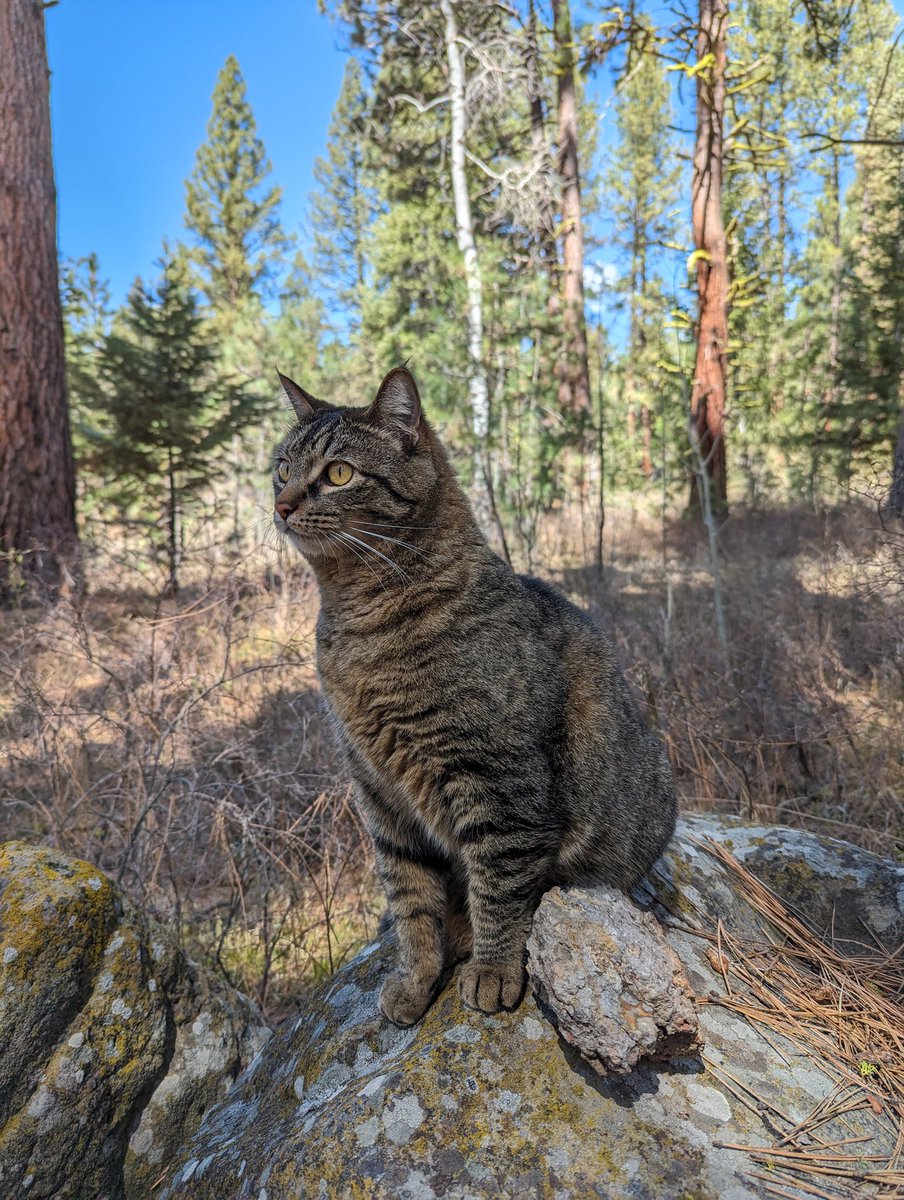 Elwood and I are exploring in the Wallowa Whitman National Forest today 😺💚