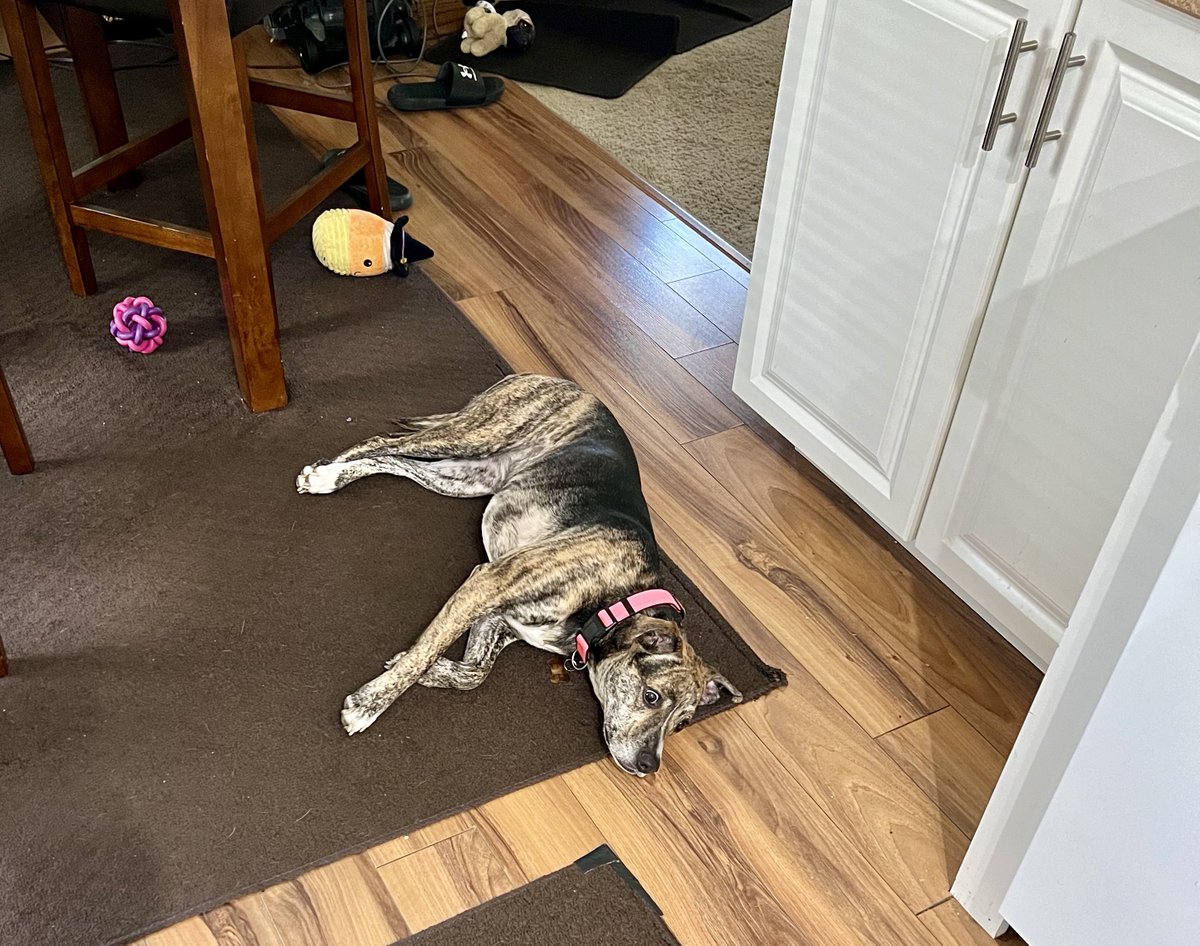 Soooooo DRAMATIC- her dad made her come inside while he mows and does some clean up in yard. 

She’s pouting and waiting on his return. 🙄😂🐕🐾

#PoppyGrace 🧡