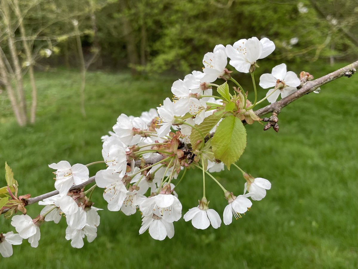 Prunus avium, Gean, Wild Cherry. #wildflowerhour #treeflowers