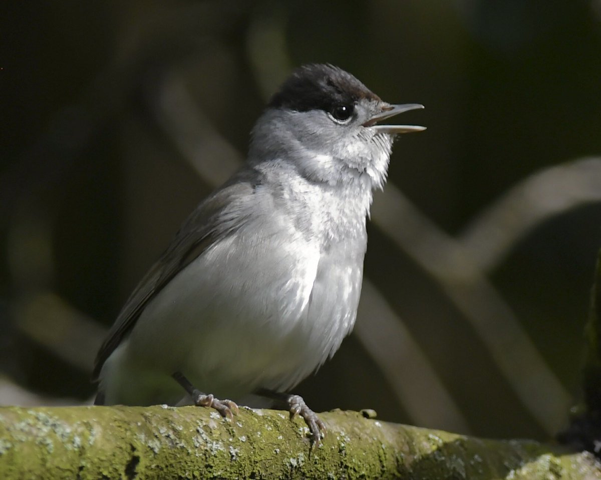 One of many Blackcaps singing in Crystal Palace Park