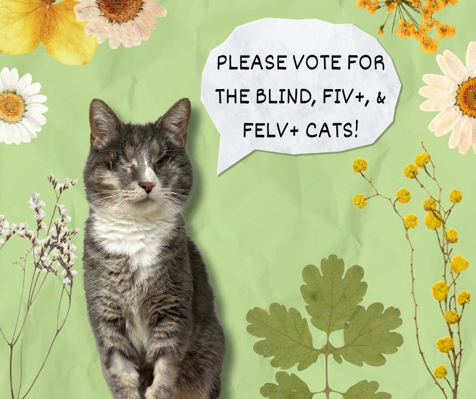 Please consider voting for the blind, fiv, and felv+ cats! You may vote daily to help the kitties! 🌷 The contest is linked here: bit.ly/3Zj6DzE ** If you would like a daily email reminder, please email at blindcat@blindcatrescue.com ** Thank you for helping the cats!!