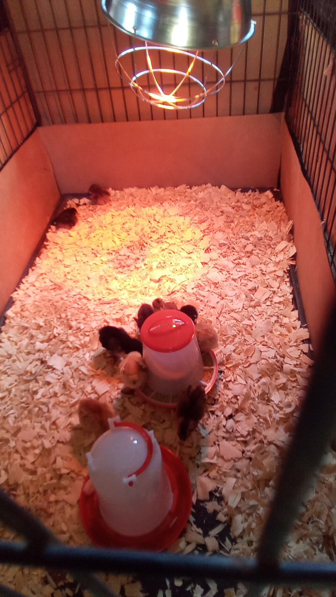 I guess now you all get to see my chickens grow.