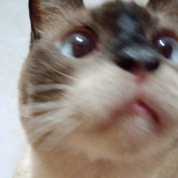 jeontears_'s tweet photo. a minha ficha finalmente começou a cair e eu percebi que talvez você não volte, você sempre foi mais reservada e ranzinza, no fundo soubemos que não morreria em casa. espero que você esteja em um lugar muito melhor, obrigada pelos anos de mordidas e arranhões, te amo pra sempre https://t.co/hd01RkuJ54
