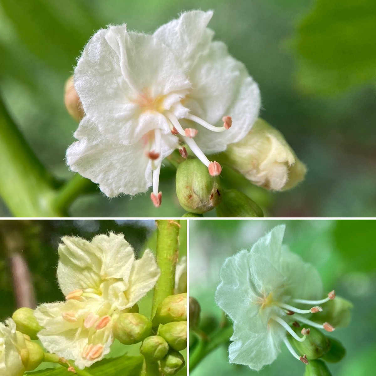 The amazing Horse Chestnut candelabra are just starting to bloom in my ‘neck of the woods’, just in time for #TreeFlowers #WildflowerHour @wildflower_hour