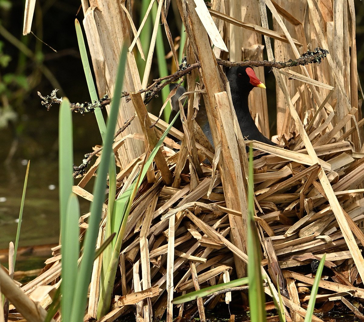 A humble Dunnock, Moorhen nesting high, chiff chaff at Llanelli WWT.