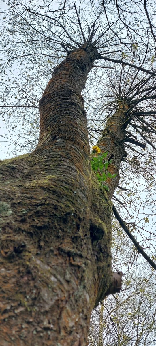 #Wildflowerhour  Seen at Bolam Lake Country Park, is the first a kind of cherry? #WildflowerID, please? The second is definitely a cherry, with flowers, but can I lay claim to the most unusual #Treeflowers with this Dandelion about 2.5m up the tree? 🤣🤣 @BSBIbotany