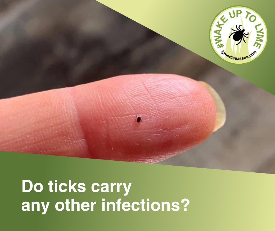 ⚠️ Ticks are sometimes referred to as ‘nature's dirty needle’. This is because they can carry a variety of infections including Lyme disease, rickettsia, anaplasmosis, ehrlichia and babesia. Learn more about Lyme disease co-infections here: lymediseaseuk.com/co-infections/ #WakeUpToLyme