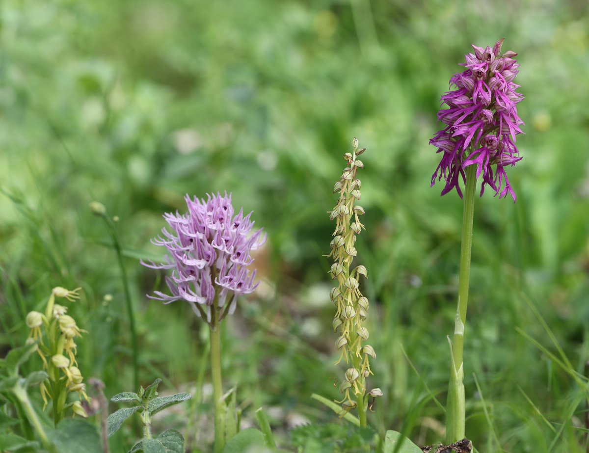 Orchis x bivonae, hybrid offspring of Naked Man Orchid (Orchis italica) and Man Orchid (Orchis anthropophora) today here in Sicily on the Orchids of Sicily tour I'm co-leading for @Mariposa_Nature.