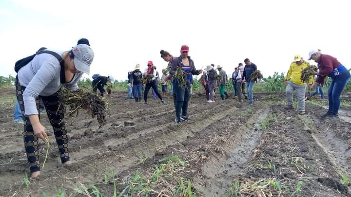 AlbertoHechava8's tweet photo. #Cuba en #Majibacoa #TrabajadoresProtagonistas saludando #1Mayo #PorCubaJuntosCreamos 
@CubaCentral
@DrRobertoMOjeda
@UlisesGuilarte 
@KGV1977 
@RenGallego3 
@CtcTunas 
@JoseAPerezP https://t.co/aCeuf35iSR