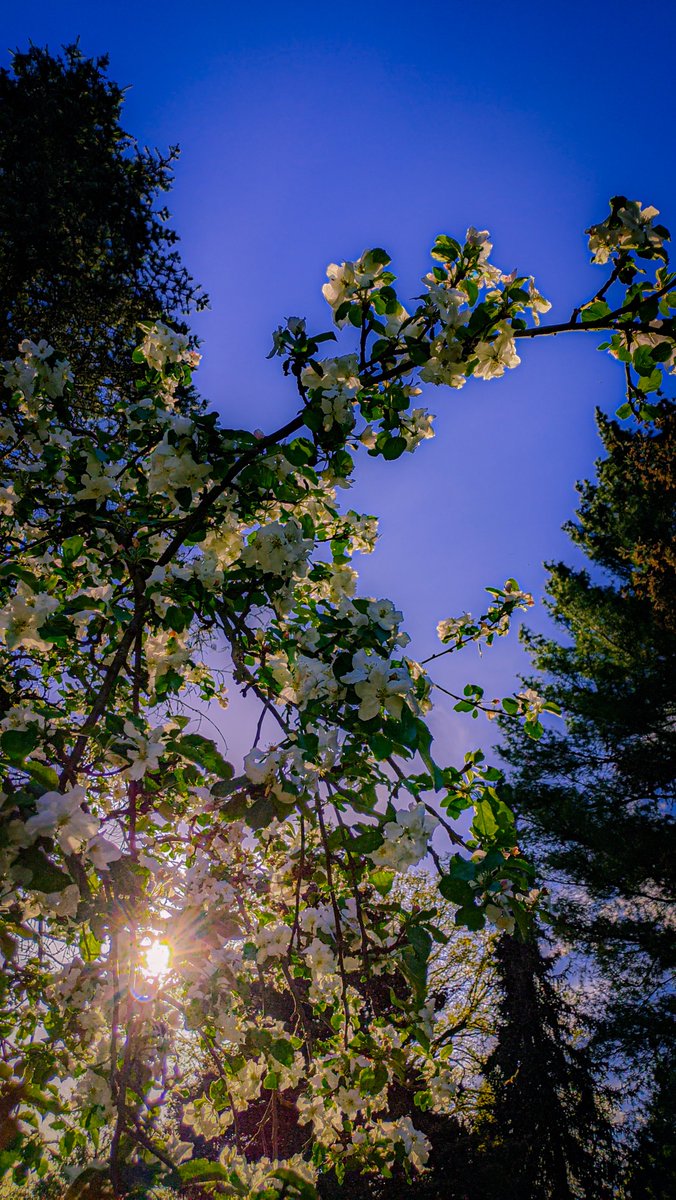 Lovely afternoon 🏵️🍏⛅ #applebloom #apple #blossom #spring #sun #sky #nature #photography