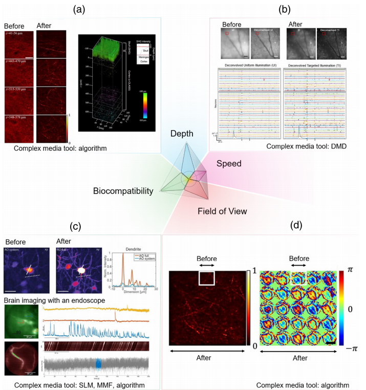 Caio Vaz Rimoli (@rimolicv) on Twitter photo ✅Our recent perspective-review paper on #Neurophotonics is out! 🔓🔬
Neurophotonics beyond the surface: unmasking the brain’s complexity exploiting optical scattering
lnkd.in/e5yC3CND
<a href="/_FeiXia_/">Fei Xia</a>
<a href="/comedialkb/">Complex Media Optics Lab</a>
<a href="/sylvaingigan/">sylvain Gigan</a>
<a href="/deAguiar_ENS/">Hilton B. de Aguiar</a>
<a href="/lkb_lab/">Lab. Kastler Brossel</a>
<a href="/IBENS_ENS/">IBENS</a>
<a href="/SPIEtweets/">SPIE</a> ✅Our recent perspective-review paper on #Neurophotonics is out! 🔓🔬
Neurophotonics beyond the surface: unmasking the brain’s complexity exploiting optical scattering
lnkd.in/e5yC3CND
<a href="/_FeiXia_/">Fei Xia</a>
<a href="/comedialkb/">Complex Media Optics Lab</a>
<a href="/sylvaingigan/">sylvain Gigan</a>
<a href="/deAguiar_ENS/">Hilton B. de Aguiar</a>
<a href="/lkb_lab/">Lab. Kastler Brossel</a>
<a href="/IBENS_ENS/">IBENS</a>
<a href="/SPIEtweets/">SPIE</a>