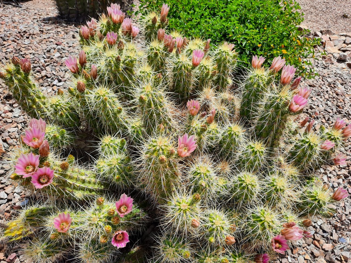 Golden Hedgehog (Echinocereus nicholii)
#Flowers #DesertFlowers #CactusFlowers #FlowersOfTwitter #SpringVibes #NatureWalks #SonoranDesert