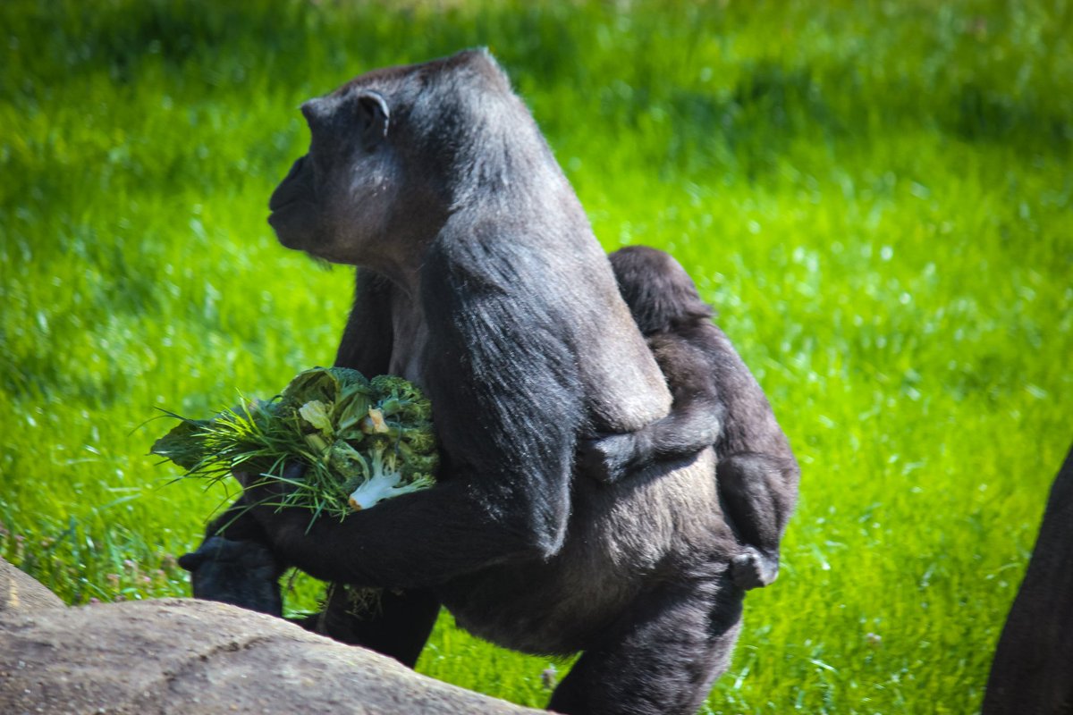 This mama gorilla and her baby were so fun to watch.  She was gathering food for them. #gorillas #zoo #piggybackride #momandbaby #wildlife #photography