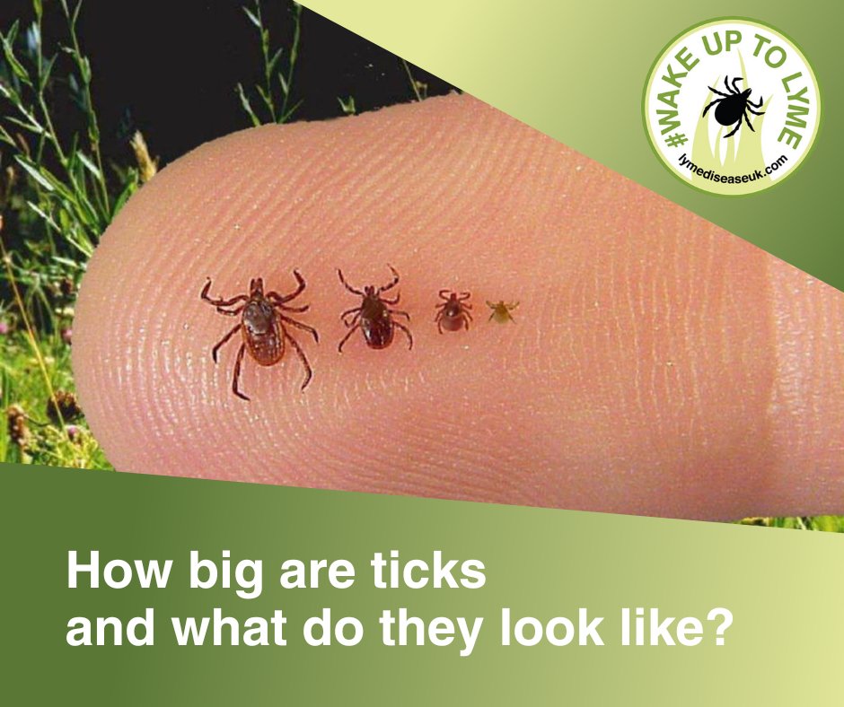 Ticks vary in size depending on their age and whether or not they have had a blood meal recently. There are many species of tick but some examples can be found in the picture above. #WakeUpToLyme #LymeDiseaseAwarenessMonth