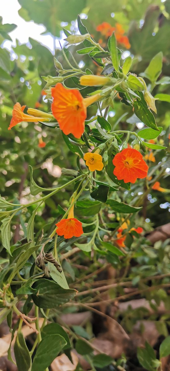 diasalh's tweet photo. ¿COMO SE LLAMA ESTA PLANTA? https://t.co/6WN9UDTJhV