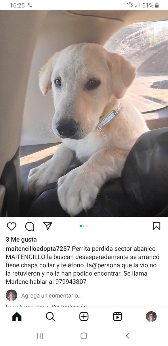 ceciliamarsano's tweet image. Perrita perdida en Maitencillo, retener y llamar