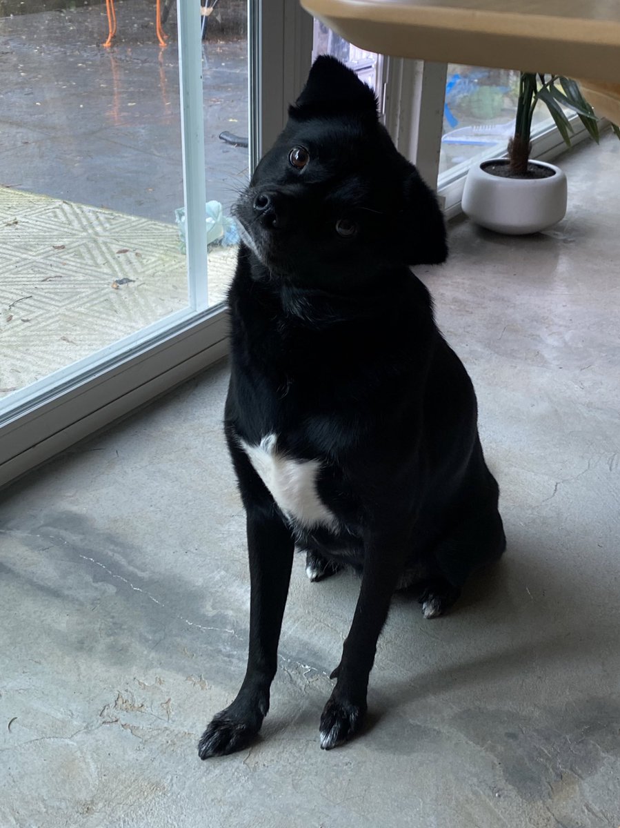 he is not happy I can’t control the rain that continues to flood our yard and prevent his walks