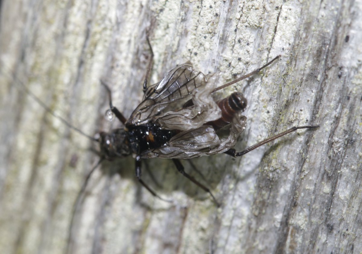 bscgscotland's tweet photo. Various #stoneflies photod today (14 April) near the #Spey. near Boat of Garten (but no Brachyptera noticed) This individual (in need of id) with seriously #crumpledwingsseen (on low post near river) #StoneflySunday #SundayMotivation #plecoptera https://t.co/r70hxY81mk