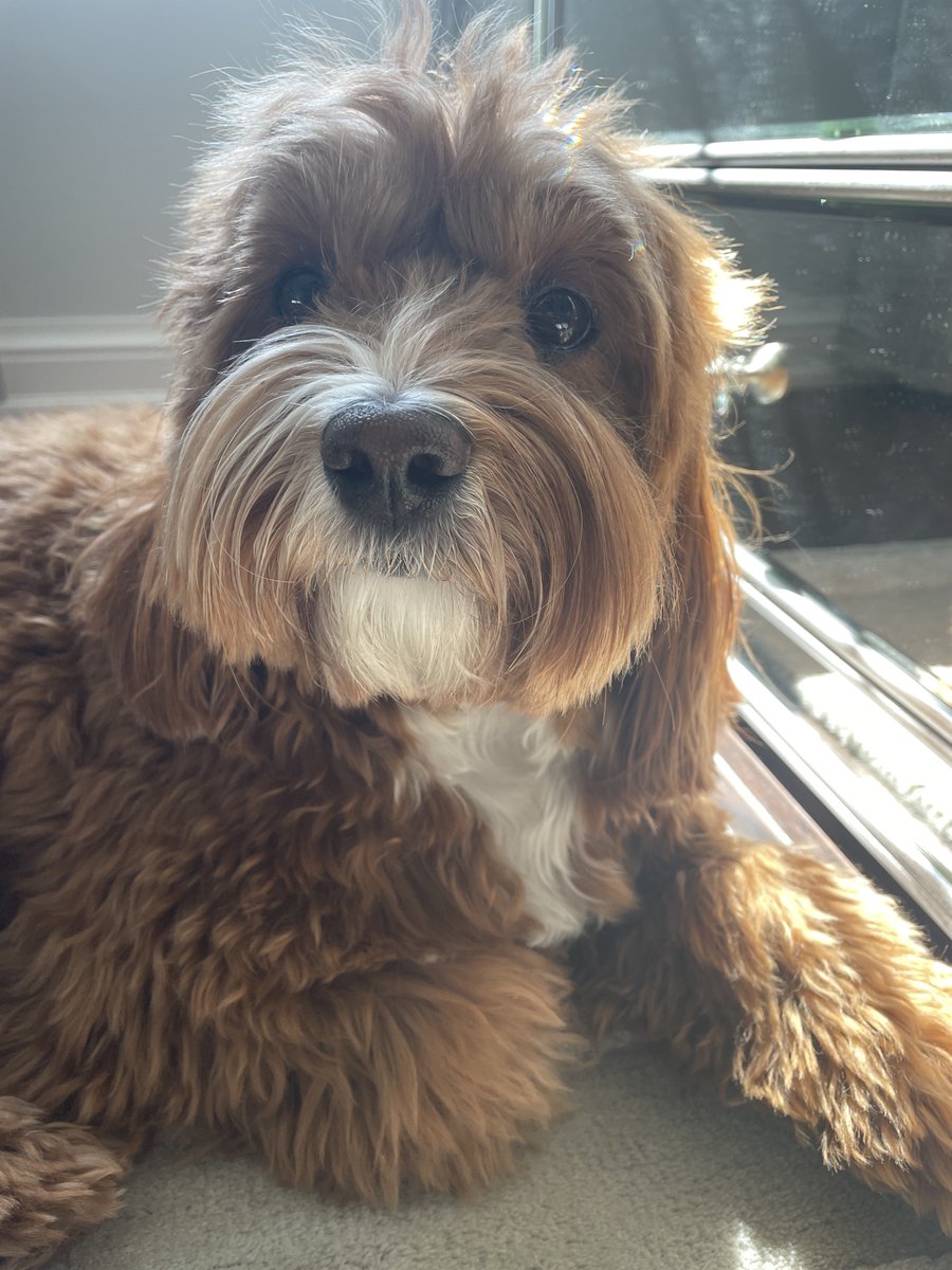 🔵TMU Blue 2-0 <a href="/fiuesports/">FIU Esports</a> in Spring CVAL East to proceed to Top 8

13-6
13-4

#TMUBLUEWIN