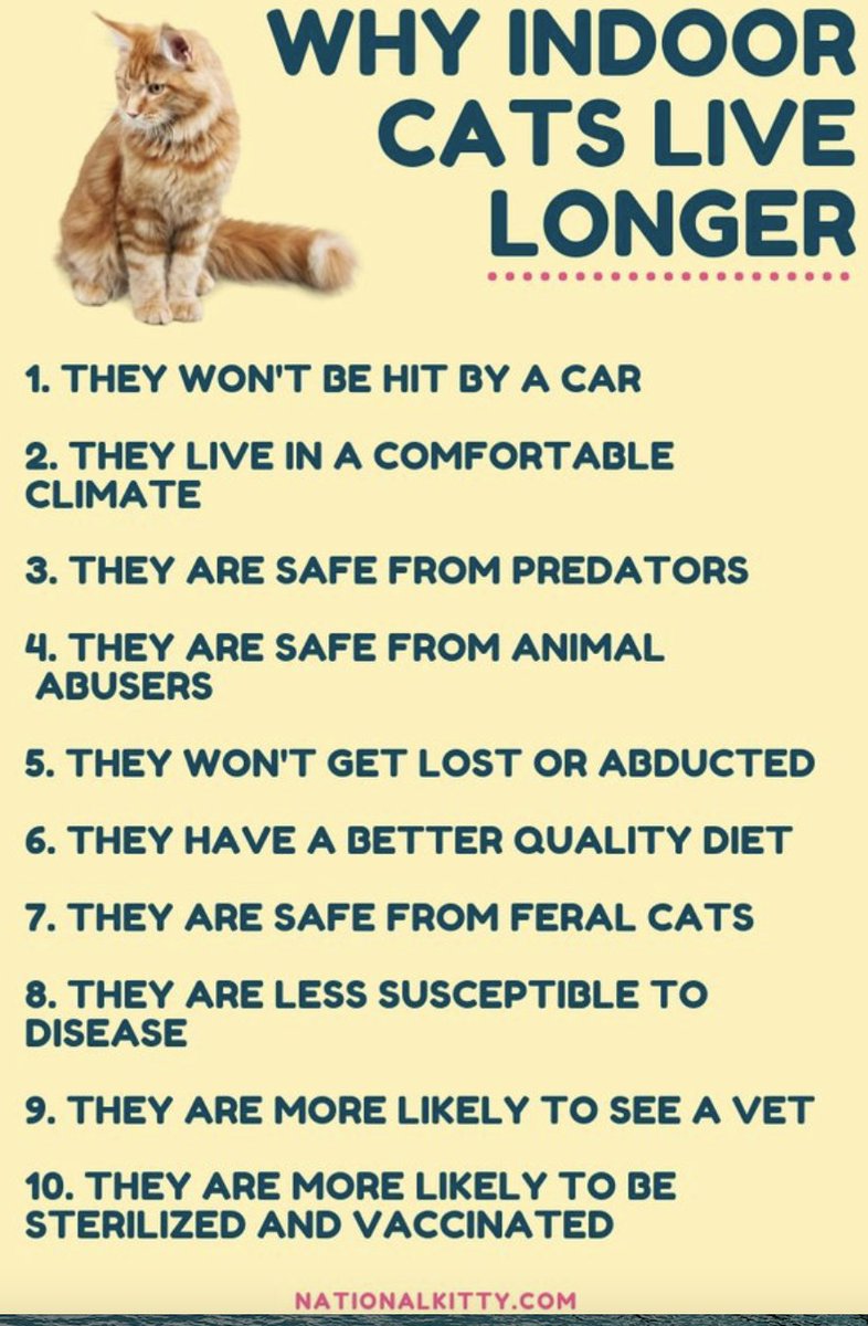 qph.cf2.quoracdn.net/main-qimg-ef54…
I love both cats and dogs, but also birds.  Lets keep kitties safe and birds too!  It is estimated that cats kill 1.3 billion-4 billion a year.