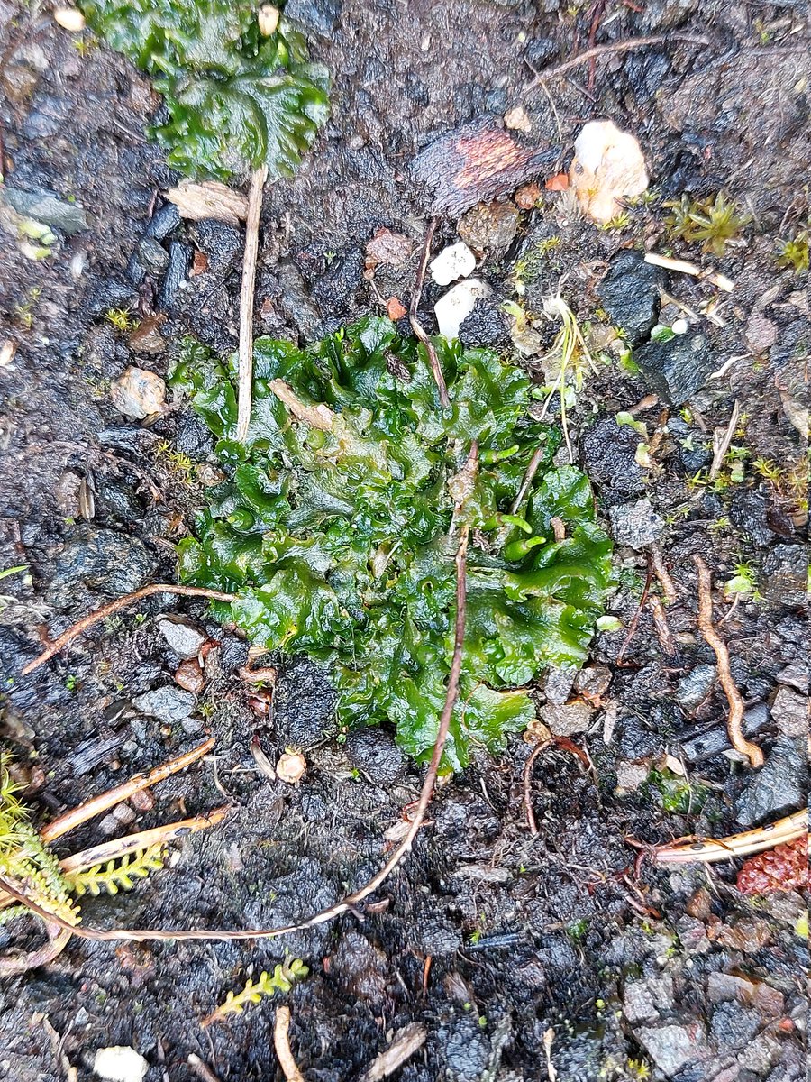 My first hornwort! Phaeoceros spp. from a garden nr Coleraine @BBSbryology