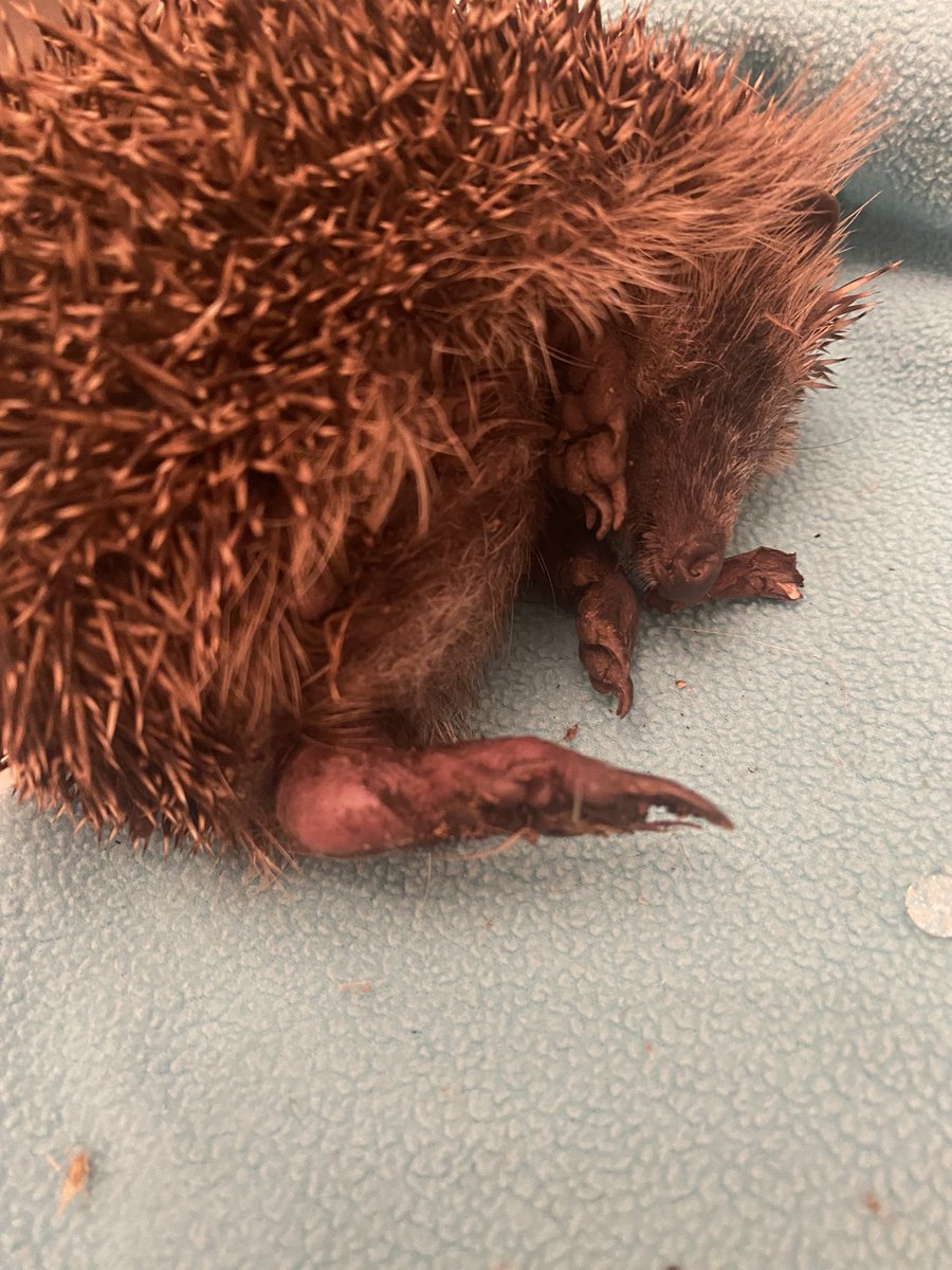 Well as you all probably know I'm currently closed but do have one pen permanently made up 'just in case'. This little girl has been found curled up in a neighbours garden...the back leg is a serious concern, pain killer on board, X-ray in the morning #hedgehog