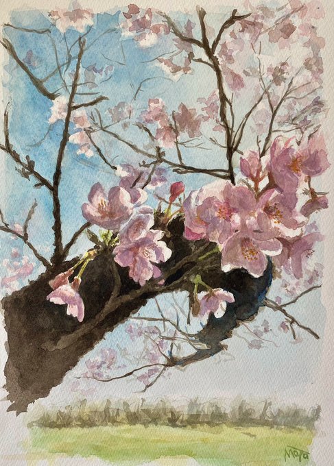 『 サクラ 』透明水彩、ランプライト紙#水彩画 #イラスト #春 #春爛漫 #桜 