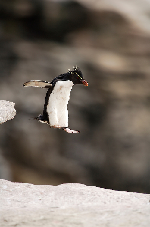 @Neoriceisgood birbs!

Rockhopper Penguin!