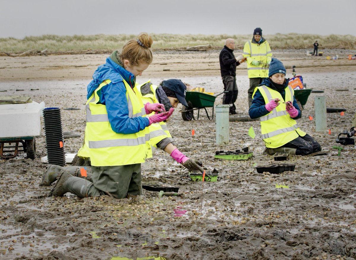 Tees Rivers Trust were at North Gare last week planting seagrass. They're aiming to restore it to the Tees Estuary & surrounding coastline. Its a key part of carbon capture and makes a fantastic habitat.