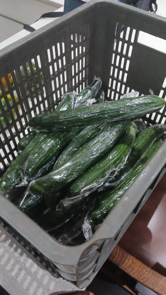 Just started harvesting our cucumber from the Farmercist's field 👩‍🌾 @PoteDior @geryusuwaba @babatafi @BeautyZhuwao @boltonkudzi @ChadMhako