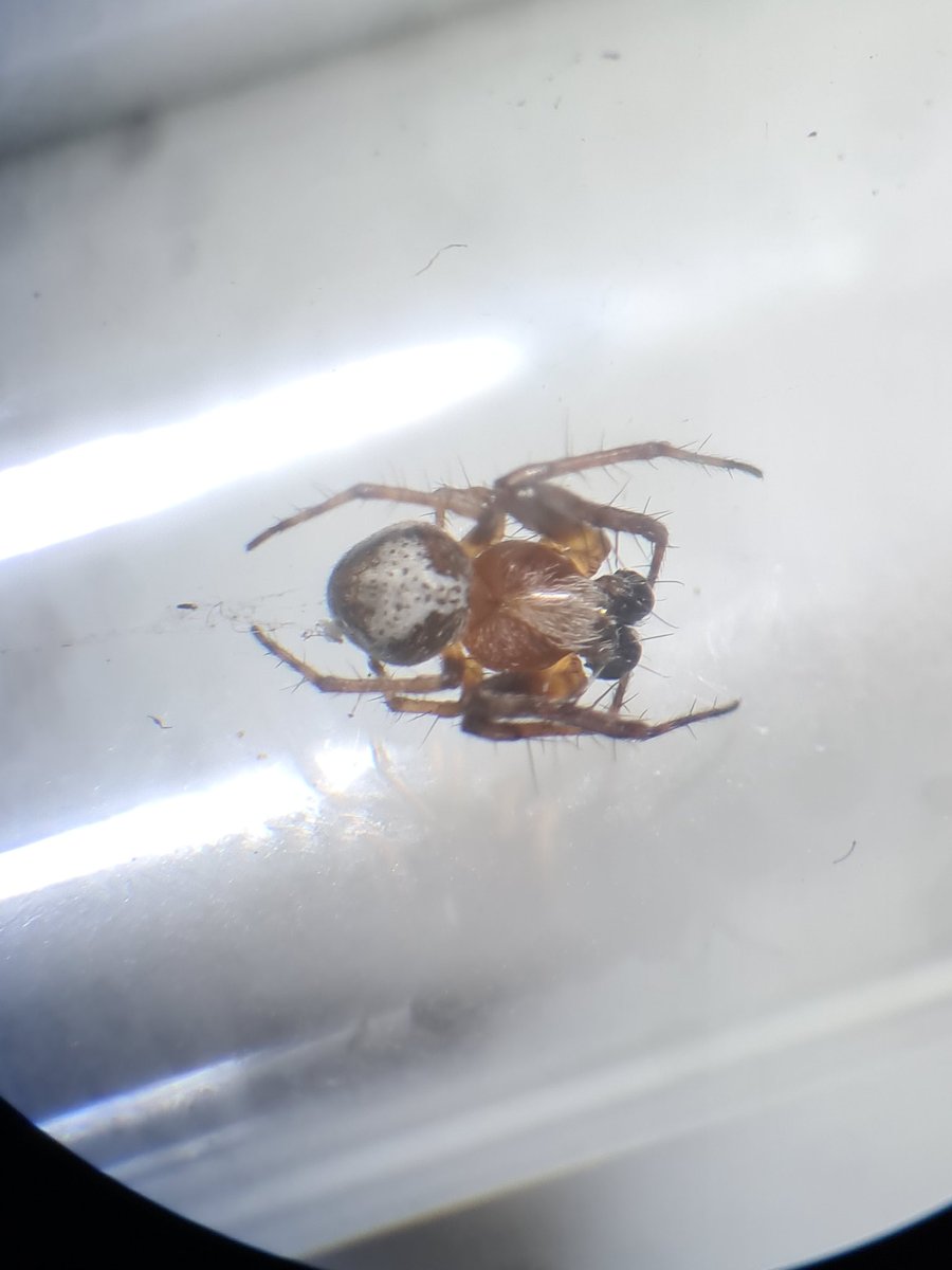 Can anyone steer me to an ID with this little spider? Beaten from a pine in breckland. <a href="/BerryTylan/">Tylan Berry</a>