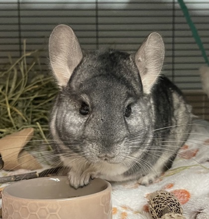 If you aren't already in love with Frito's adorable little face, you'll definitely fall in love when you feel her amazingly soft fur and discover her friendly personality! You can meet Frito at the shelter today from 12-4pm!