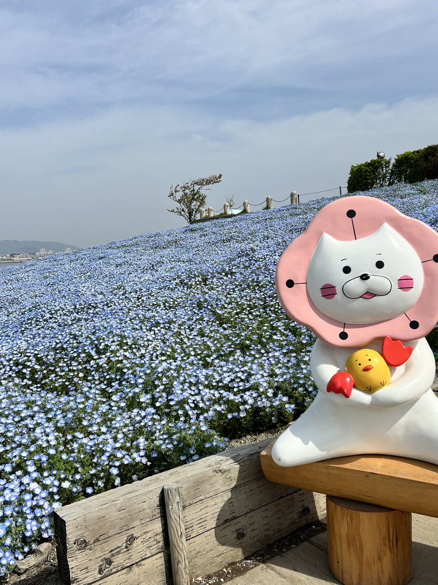 ネモフィラ祭り2024のライブカメラでネモフィラとチューリップのコラボゾーンをご覧いただけます

桜はほぼ散ってしまいましたが、ネモフィラたちは続々と増えております

大阪まいしまシーサイドパーク　ネモフィラ祭り2024　現地のライブ映像 youtube.com/live/NgPpMlx_M… <a href="/YouTube/">YouTube</a>より