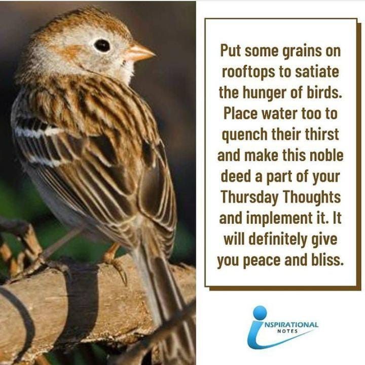 MeetMissu1's tweet photo. Helping others in need is a wonderful noble act which in turn fills your life with blessings.There are millions of people who help to #SaveBirds by feeding them regularly.These are DSSvolunteers who do this noble act with the guidance of Saint Dr MSG Insan
#FeedFeatheredFriends https://t.co/O2vbt1pbIF