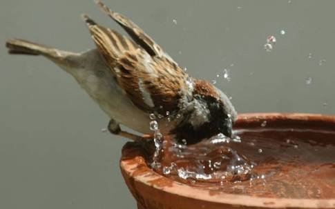 Jaiya_Thakur07's tweet photo. Summer season makes it more difficult for birds to find food and water. Under the guidance of Saint Dr MSG Insan, lakhs of his disciples arrange food and water for birds on pillars, parks and rooftops under the Birds Nurturing campaign. #FeedFeatheredFriends
#SaveBirds https://t.co/fjzsEBATQN