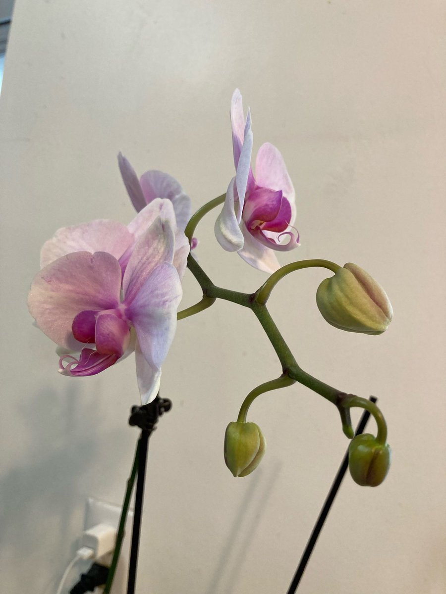 This orchid I got last year is blooming again