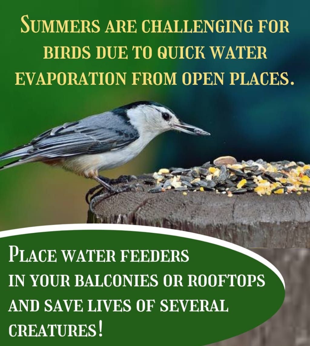 Chirpy birds give lot of pleasure , Always conserve this golden treasure. Saint Dr MSG Insan motivates masses to protect these tiny creatures from dying in scorching summer by keeping food grains and water on top roofs. 
#FeedFeatheredFriends
#SaveBirds