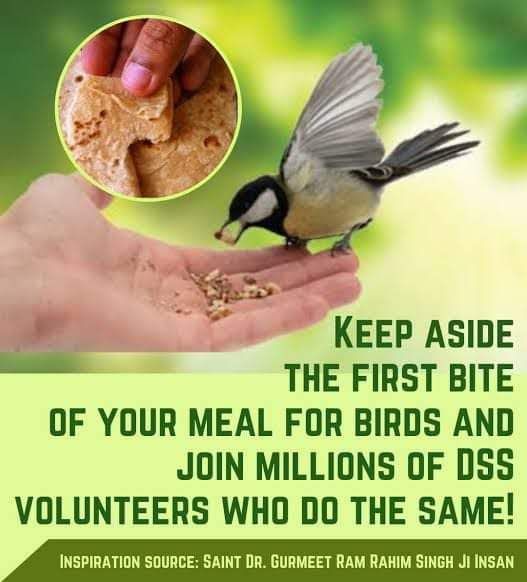 Keep aside The First Bite of Your meal for Birds & Join millions of DSS volunteers who do the same.
.
.
.
#FeedFeatheredFriends by required nurturing in this summer season specially as #SaveBirds.

Saint Dr MSG Insan is also an environment lover who inspires millions to do so.
