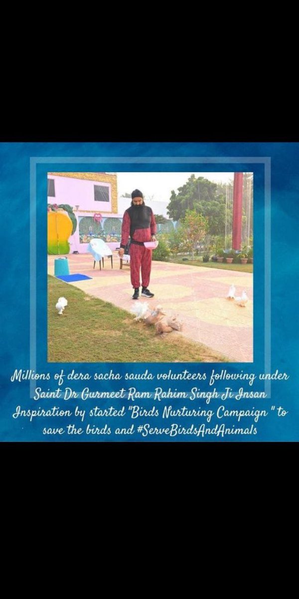 Birds bless us when we feed them and give them water. Inspired by Saint Dr. MSG Insan, Dera Sacha Sauda followers ensure birds have food and water in summer to survive.#FeedFeatheredFriends #SaveBirds