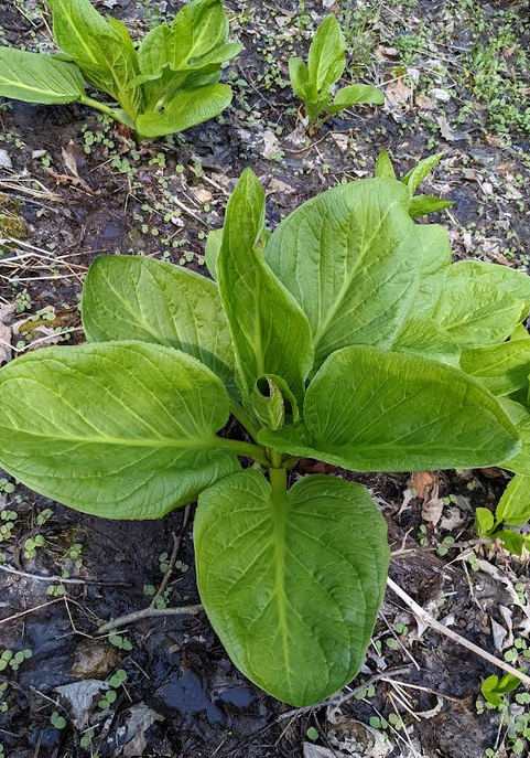 Ryan McEwan tweet media