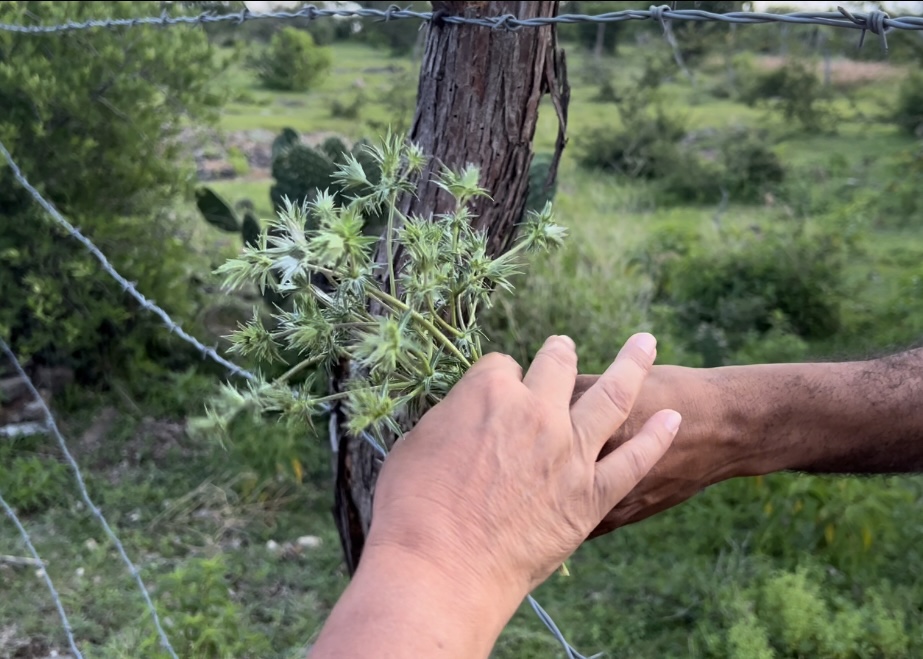 2024 Exhibitions <Our Inheritance>

Clarissa is hosting <Hearing Roots: Plant Oral Histories> 🌱 Visit a community garden and listen to plant knowledge keepers share narratives from their plant relations.

🗓️ 4/19 3pm @ 321 W 126th St, NY

RSVP: tinyurl.com/5ck7juma
