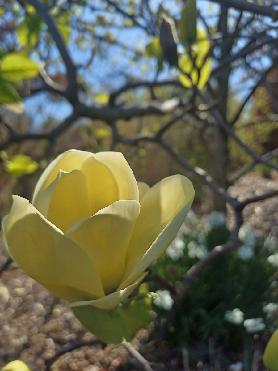 Primavera en el Brooklyn Botanic Garden🫶🏾.