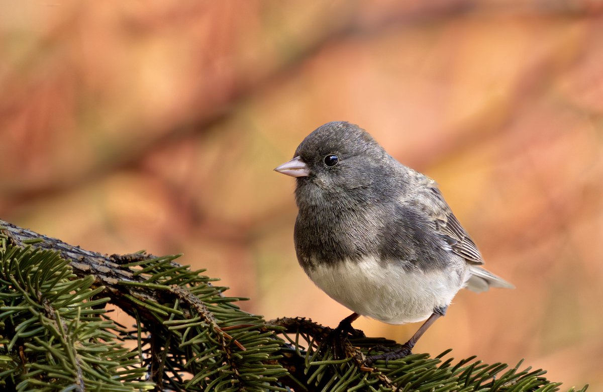 We’d thought they had headed north already, but both the juncos and redpolls are still around! This dark-eyed junco spent some quality time foraging in the spruce trees this morning!🪶