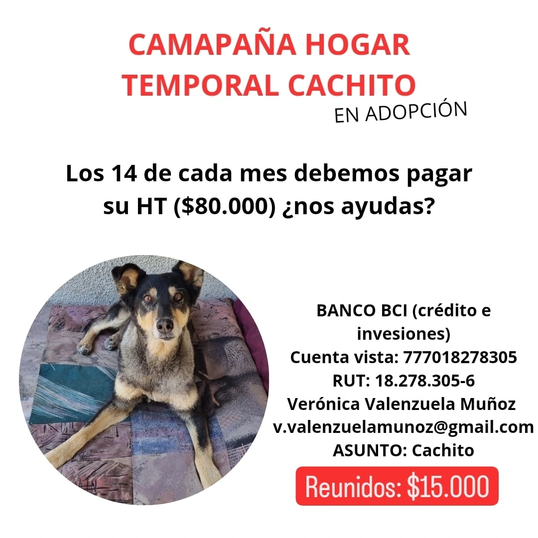 Chicos , se necesita ayuda por acá #Concepción rt rt rt 🙏🐾🐾💕