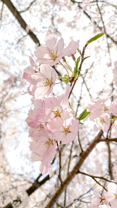 「ぼかし 桜」のTwitter画像/イラスト(新着)｜3ページ目