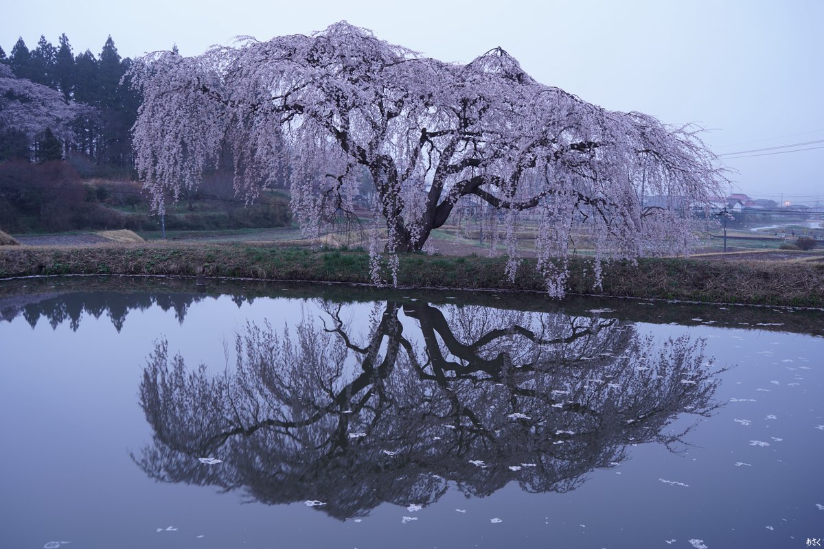 花園しだれ桜

＃おさく写真館