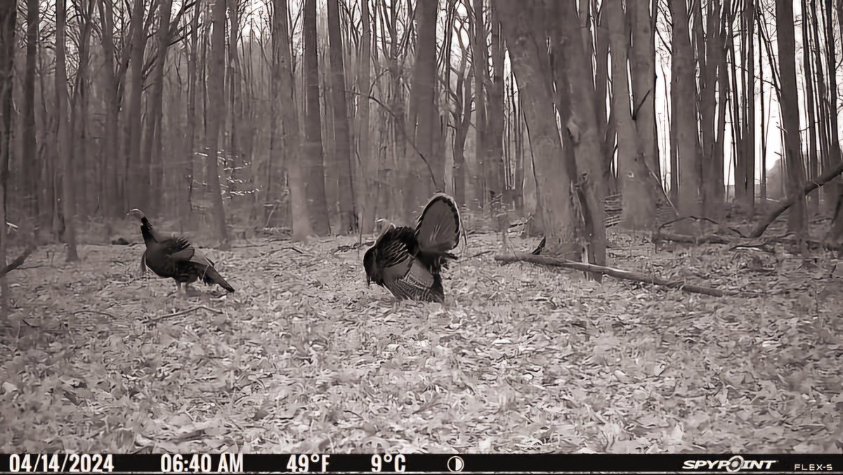 6 more sleeps till Thunder Chicken Opener in the Mitten! @SpypointCamera ##WHYISPYPOINT #TEAMSPYPOINT #SPYPOINT