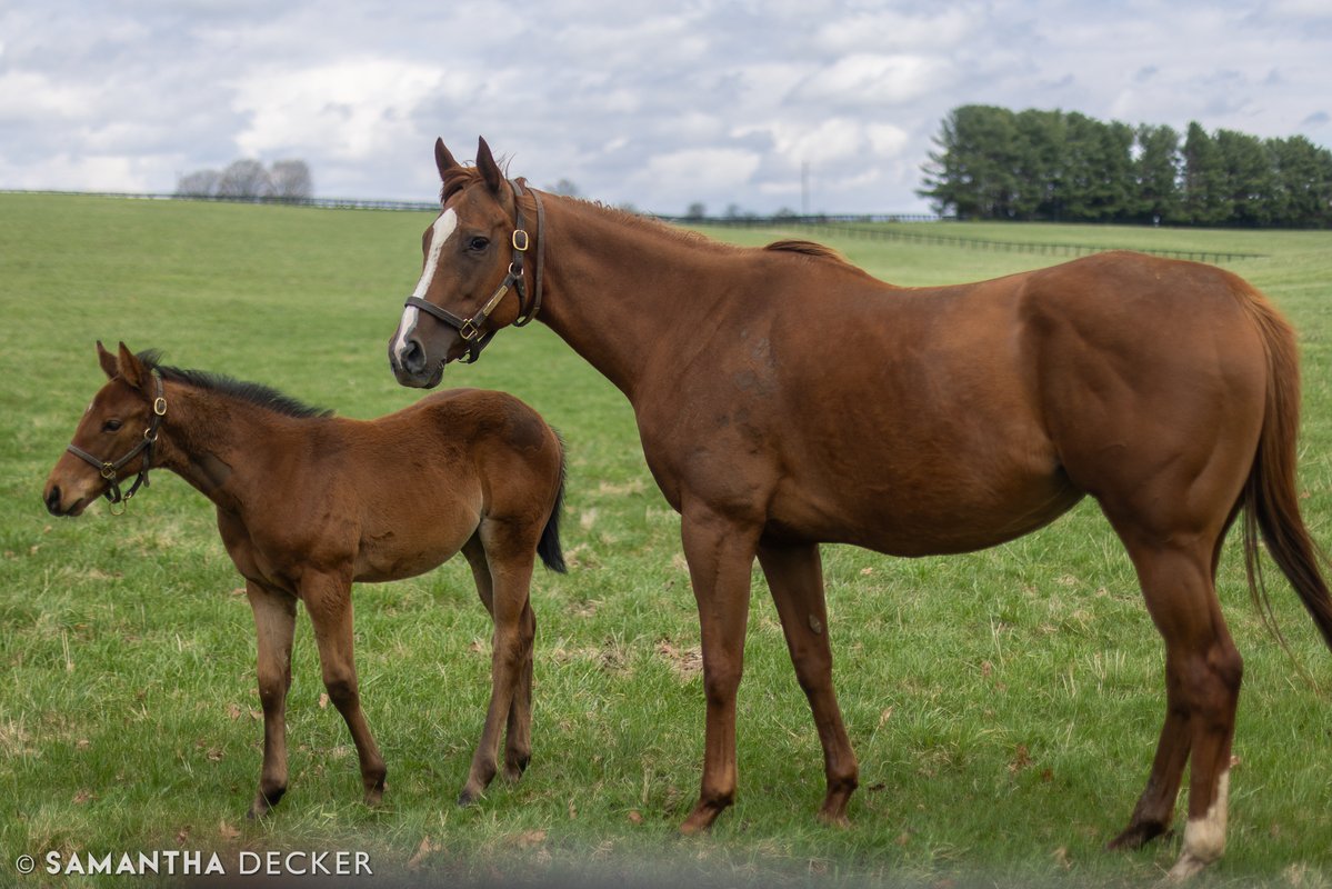 Champion Turf Female Regal Glory and her Into Mischief filly pictured at Claiborne Farm.