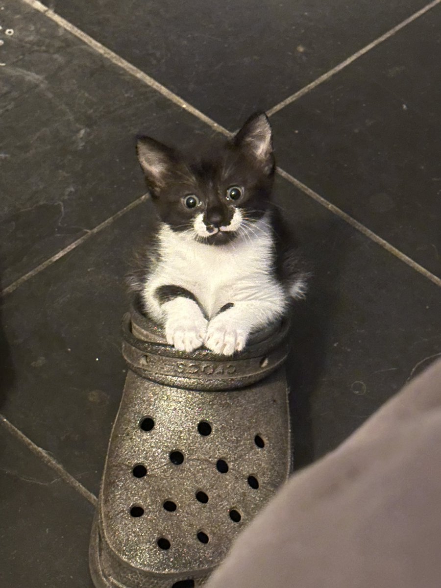 Omg I met a croc cat