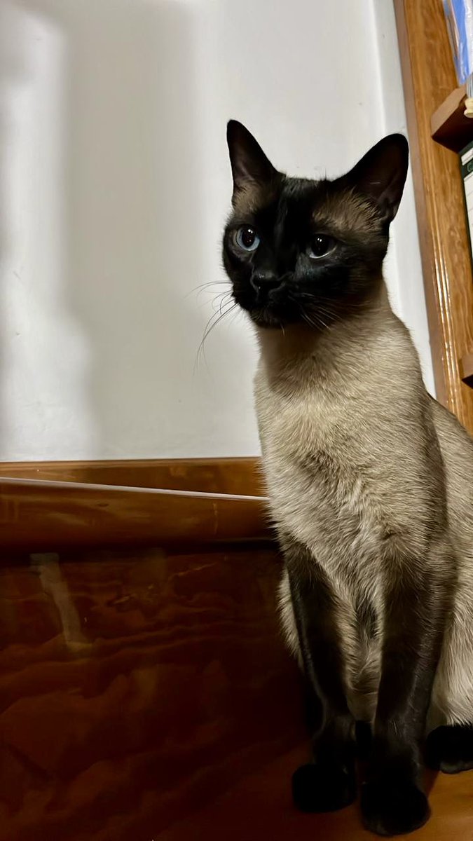 marlevalenzuela's tweet photo. @El_gatitoGordo Antonio 🥰 https://t.co/SEK6S5WBQH